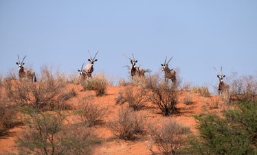 6-Day Luxury Botswana Safari Tour