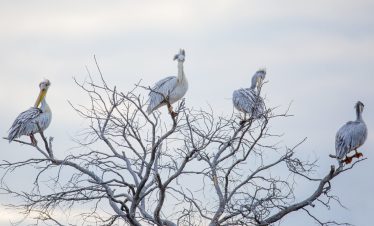 8-Day Eco-Luxury Honeymoon Safari in the Okavango Delta