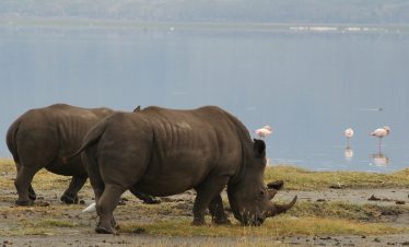 2-Day Lake Nakuru and Hells Gate Safari Tour