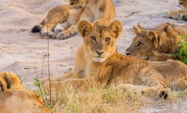 7-Day Botswana & Victoria Falls Luxury Tour
