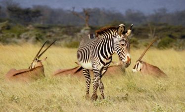 3-Day Samburu Special Five