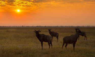 4-Day Zebra & Wildebeest Migration