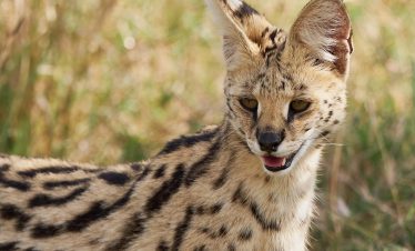 2-Day Adventure Air Package to Masai Mara & City Escape