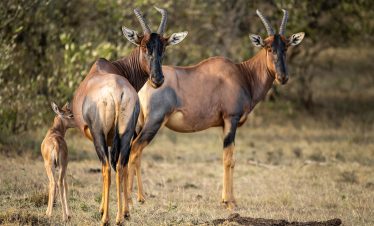 2-Day Mid Range Masai Mara National Reserve Tour