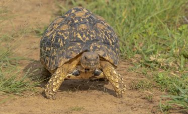 3-Day Masai Mara Budget Safari Tour Kenya 2024 – 2025