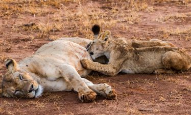 2-Day From Diani Beach to Tsavo East Safari