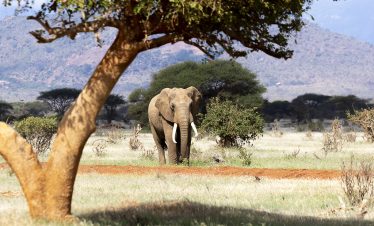 2-Day Tsavo East & Taita Hills (Saltlick Safarilodge)
