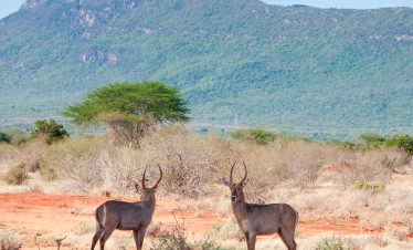 2-Day Ngutuni Sanctuary & Taita Hills Safari