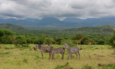 2-Day Tsavo West National Park Tour from Mombasa