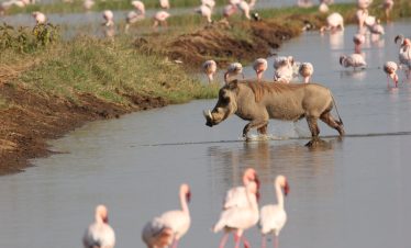 2-Day Lake Nakuru National Park Trip