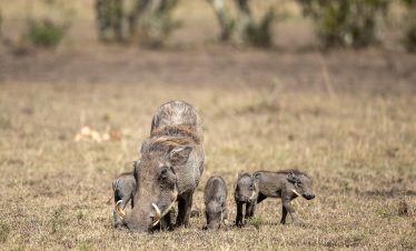 3-Day Safari Van Masai Mara Group Joining