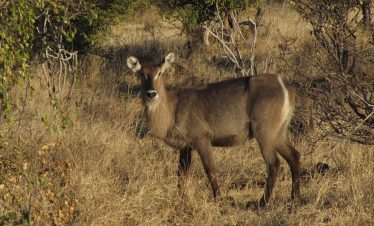 3-Day Chobe and Victoria Falls Zimbabwe Side Package