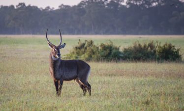 3-Day Masai Mara Midrange Using a Tour Van