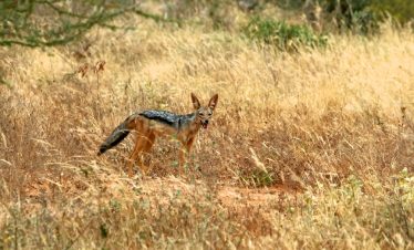 2-Day Lake Nakuru and Lake Naivasha Mid-Range Tour