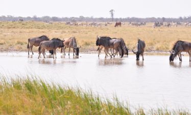 4-Day Makgadikgadi Pans Culture & History