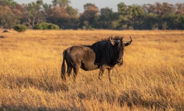 6-Day Chobe NP, Elephant Sands Game Reserve & Okavango Delta