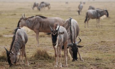 3-Day Amboseli National Park Safari Highlights