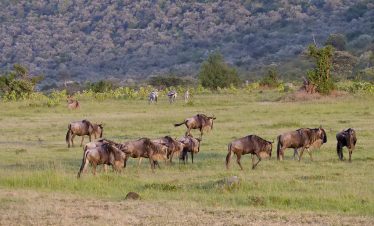 3-Day Mara Exclusive Wilderness Escape
