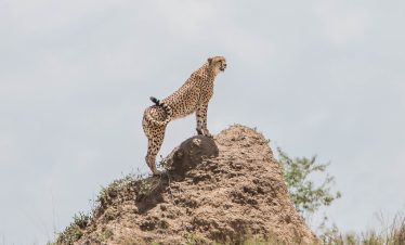 3-Day Masai Mara Fly-in Safari