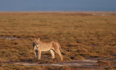 2-Day With the Slow & Majestic Giants of Amboseli