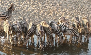6-Day Chobe Wildlife and Okavango Delta