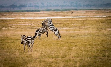 2-Day Amboseli Mid-Range Safari Tour 2024