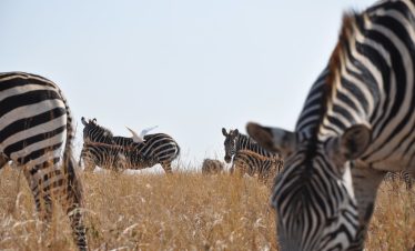 2-Day City Safari at Emakoko