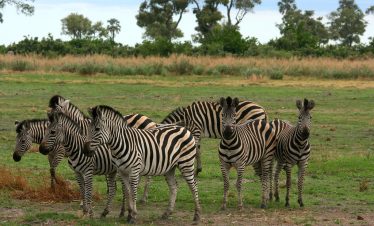 4-Day Okavango Delta & Moremi Mobile Camping Safari