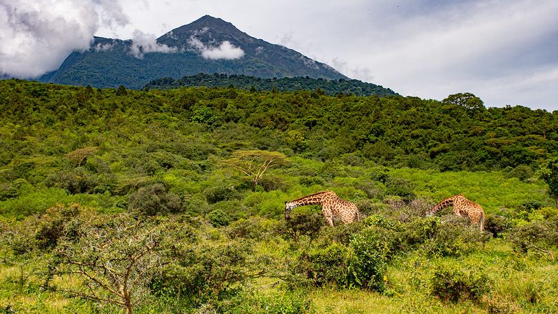 1 DAY ARUSHA NP