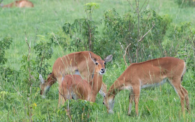 10 Day Best of Uganda Safari