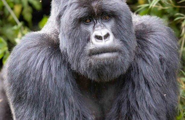 10 Day Rwanda and Uganda Gorilla Safari