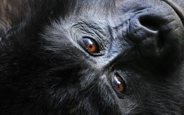 2 Day Rwanda Gorilla Tour