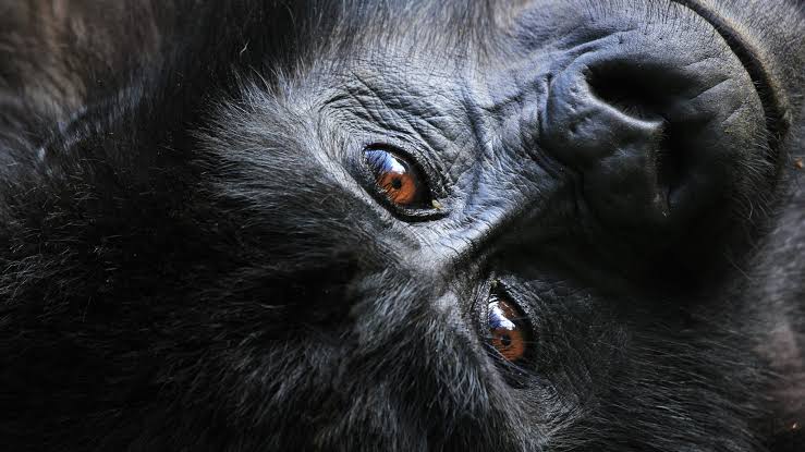 2 Day Rwanda Gorilla Tour