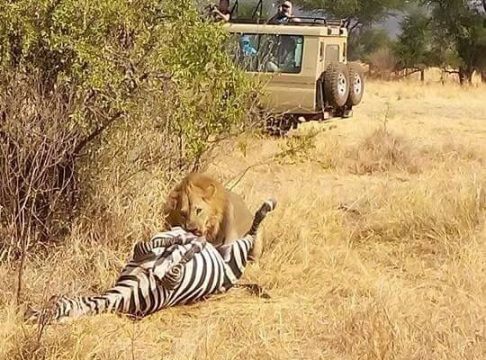 2 Day Uganda Safari Cost