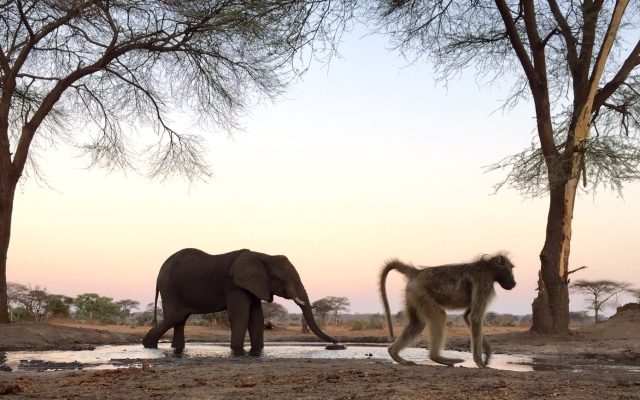 11-Day Classic Okavango Safari