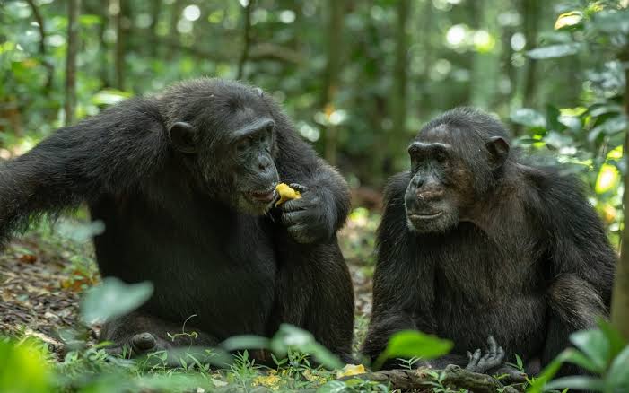 3 Day Rwanda Gorilla Safari