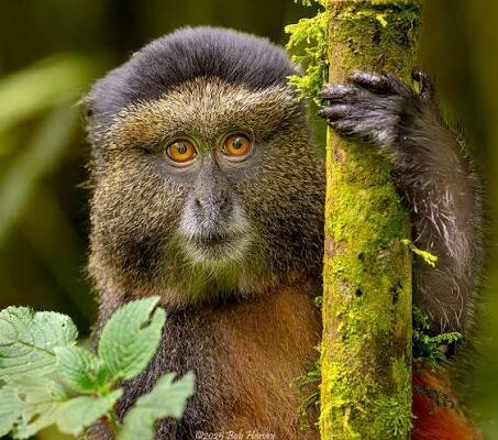 3 Days Gorilla, Golden Monkey Trek