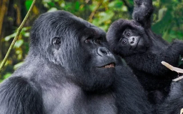 3 Day Bwindi Gorilla Trekking Safari