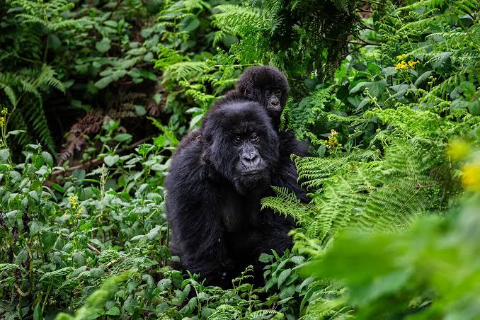 3-day luxury fly in gorilla safari