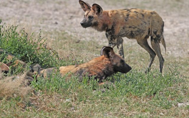 4-Day Savuti Expedition