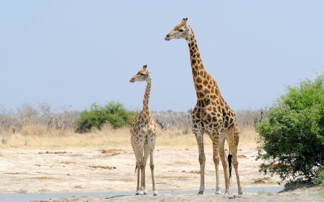 5-Day Savuti, Khwai, and Mababe Safari