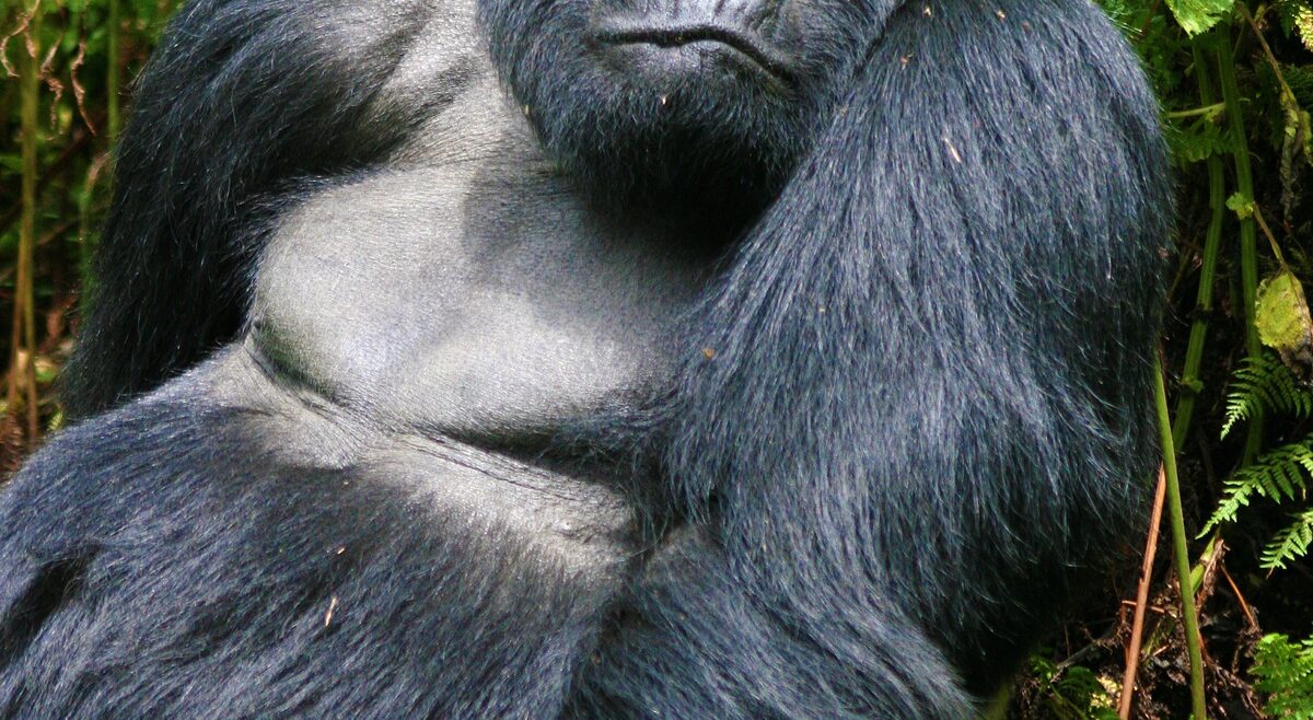 4 Day Double Gorilla Trek Rwanda