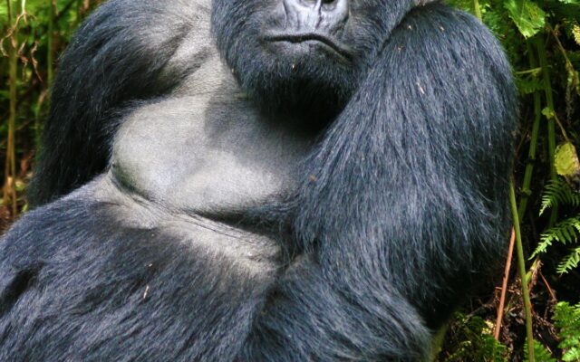 4 Day Double Gorilla Trek Rwanda