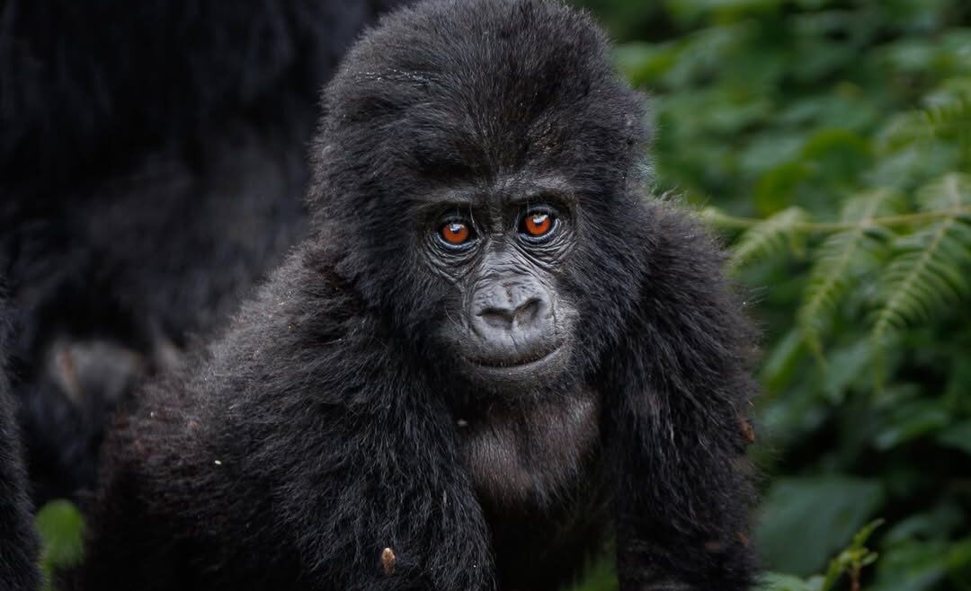4 Days Double Gorilla Trekking