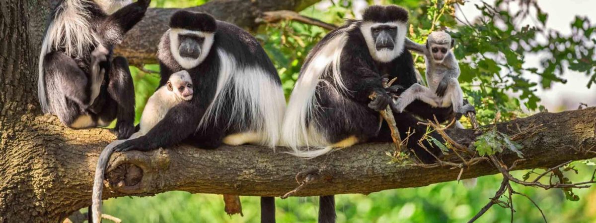 436773arusha_national_park