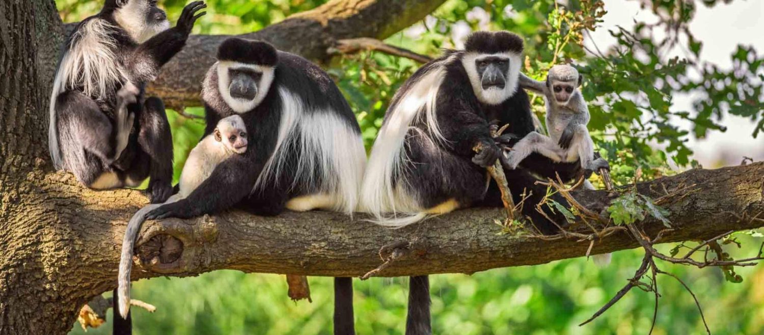 436773arusha_national_park