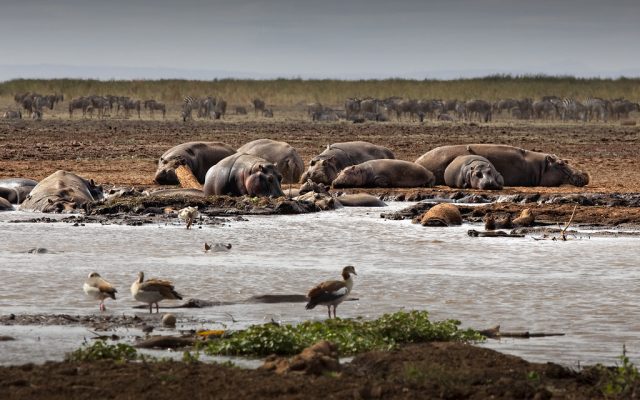 7 Days Tanzania Wildlife Viewing Safari