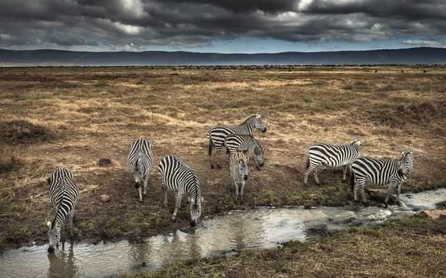 12 Days Untamed Tanzania Serengeti Safari