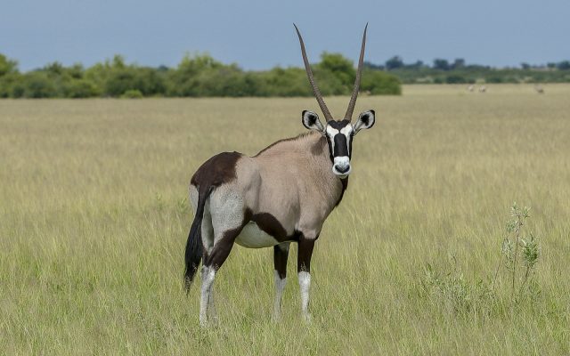 4-Day Central Kalahari Game Reserve and Nxai Pan