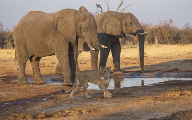 8-Day Highlights of Botswana